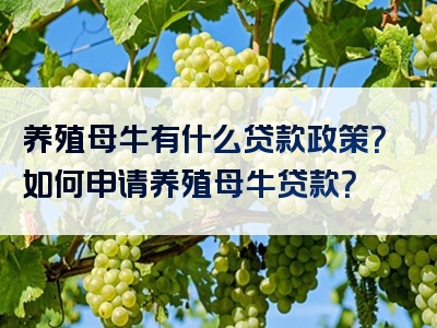 养殖母牛有什么贷款政策？如何申请养殖母牛贷款？