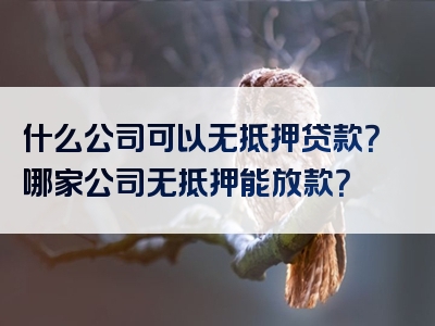 什么公司可以无抵押贷款？哪家公司无抵押能放款？