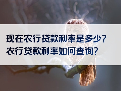 现在农行贷款利率是多少？农行贷款利率如何查询？