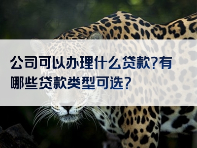 公司可以办理什么贷款？有哪些贷款类型可选？